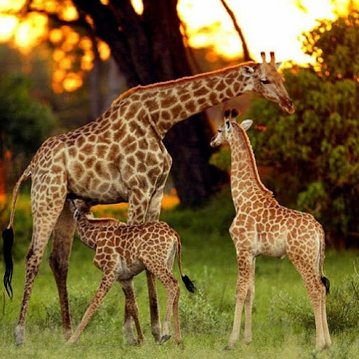 6 DAYS CLASSIC KENYA SAFARI