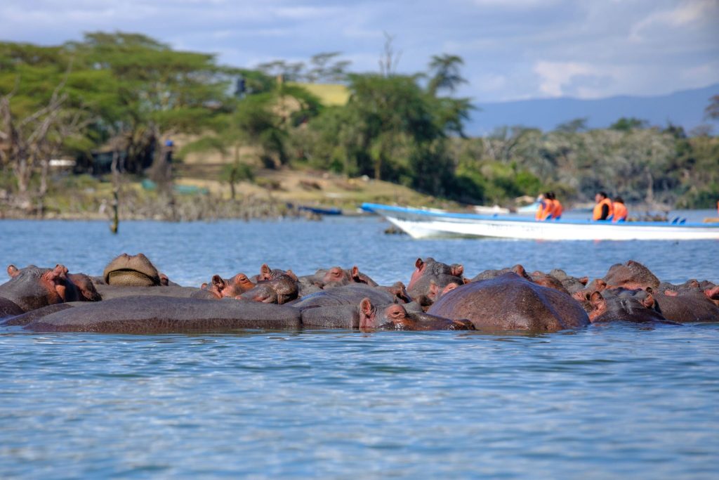 Boat ride in Lake Naivasha and hippos in Lake Naivasha