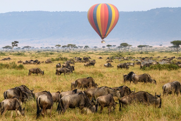 Wildebeests in Serengeti National Park. Optional Balloon Safari in Serengeti National Park.