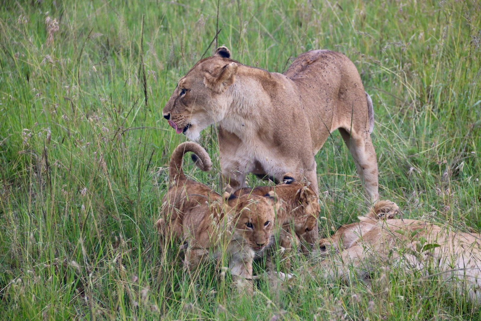 FULL DAY IN MASAI MARA