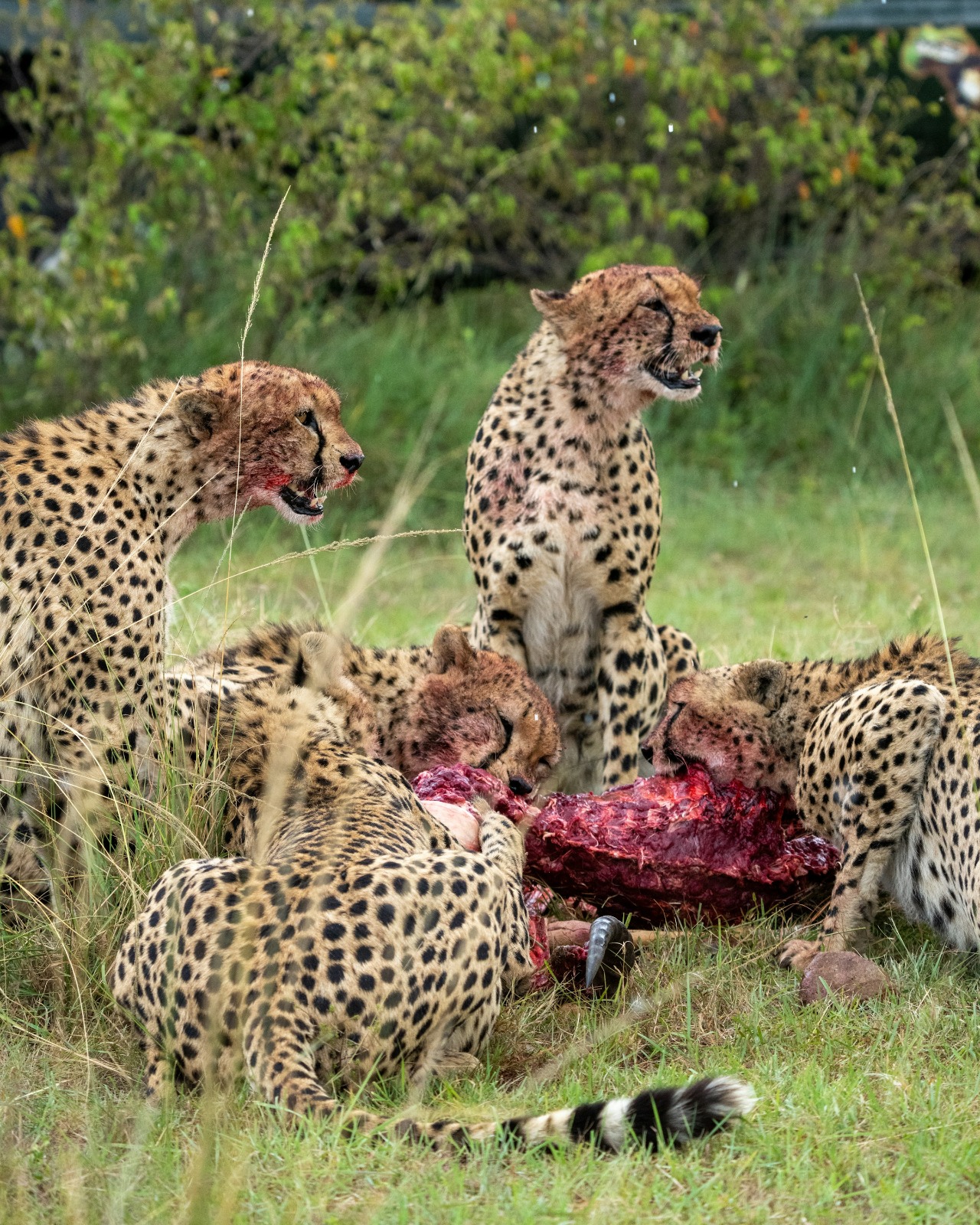 3 Days Incredible Masai Mara Safari