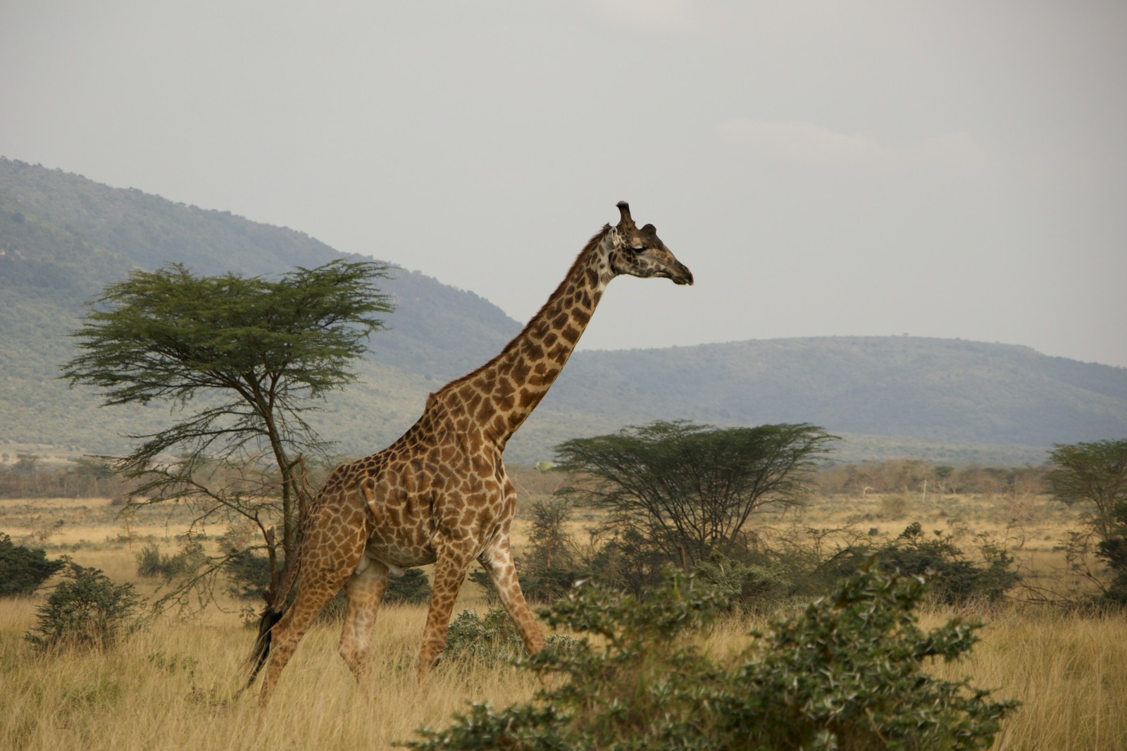 NAIROBI – MASAI MARA