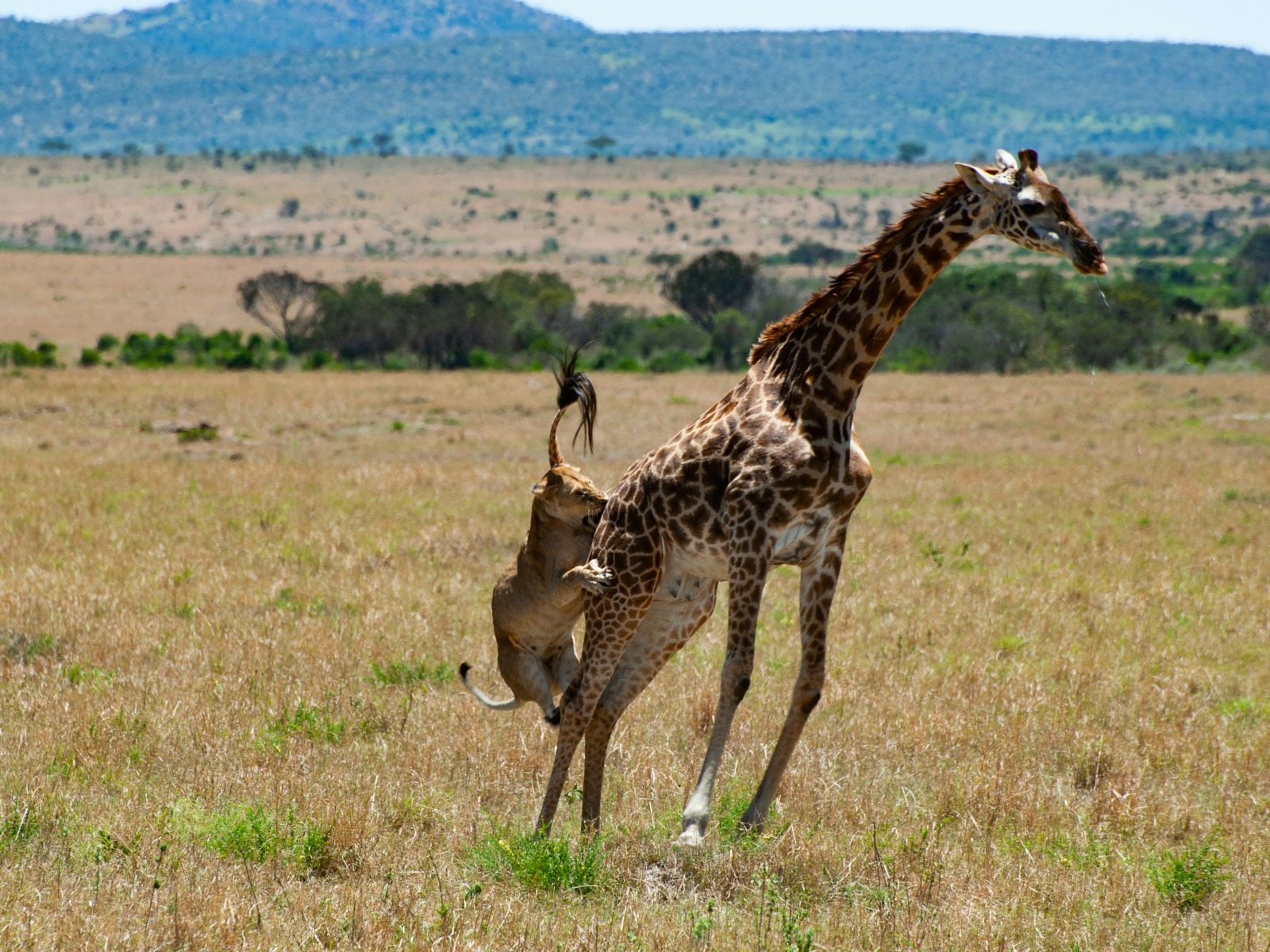 Nairobi National Park Safari + Wildlife Game Drive