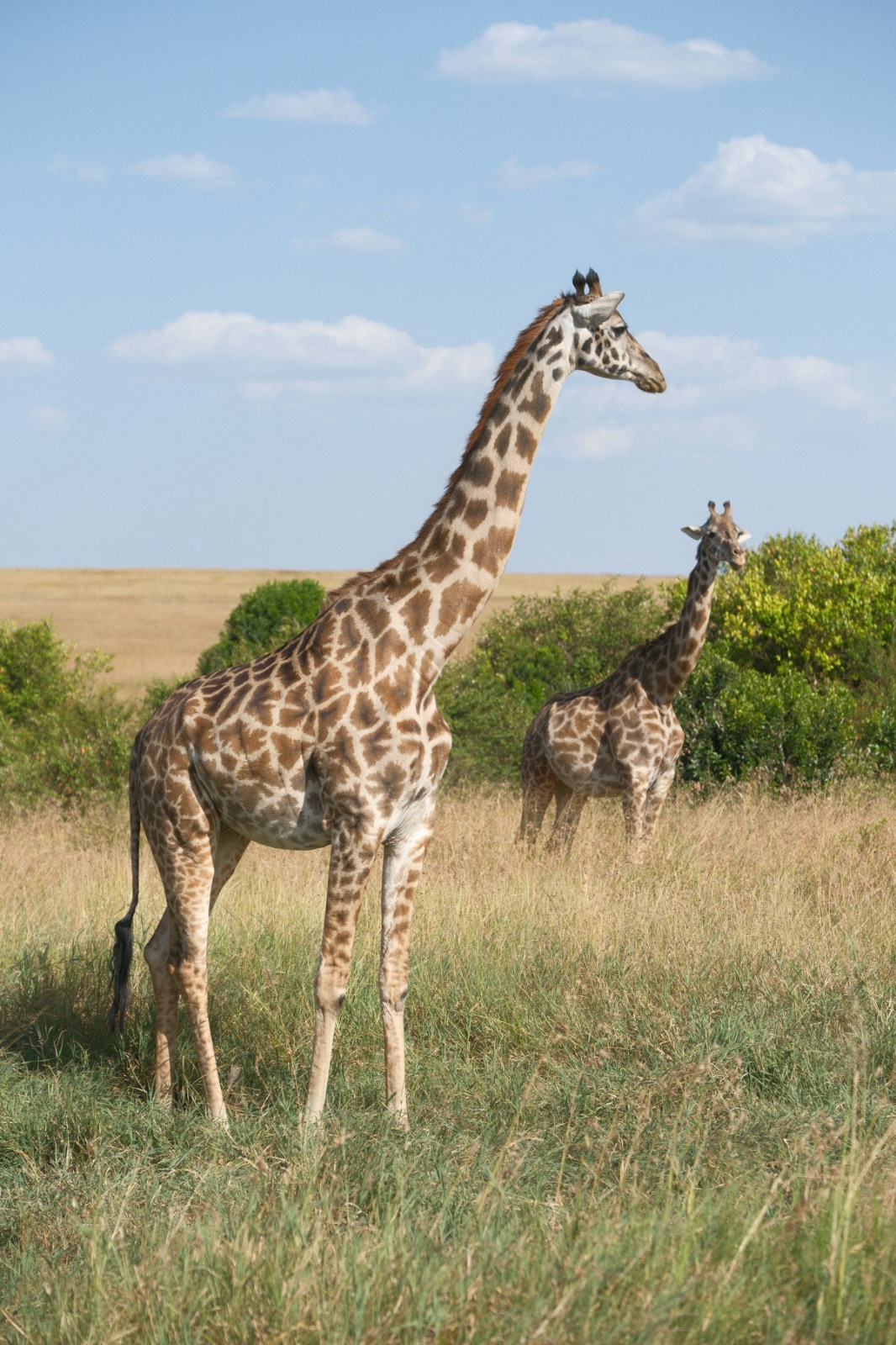 Nairobi National Park Day Trip