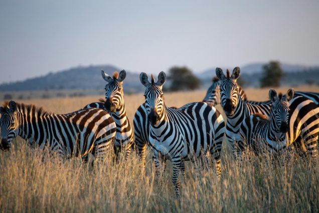 11 Days Explore Kenya And Tanzania Budget Safari