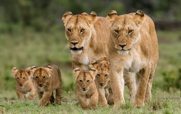 02 Days Masai Mara Budget Safari