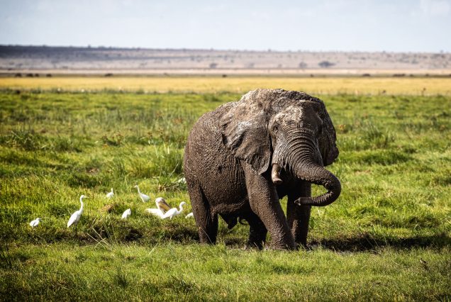 6 Days Classic Kenya Safari