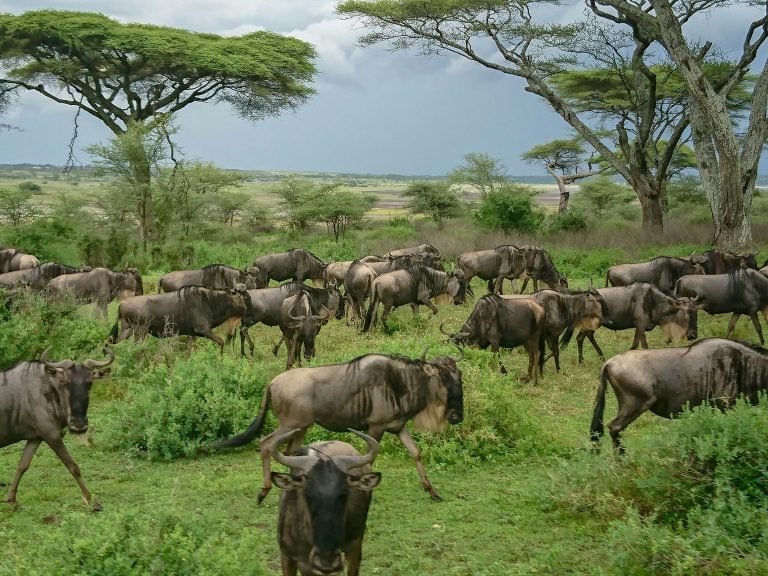 6 DAYS CLASSIC KENYA SAFARI