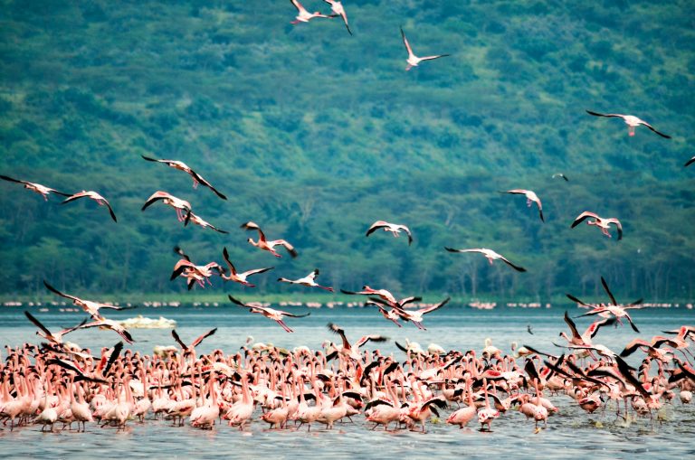 3 DAYS INCREDIBLE MASAI MARA SAFARI