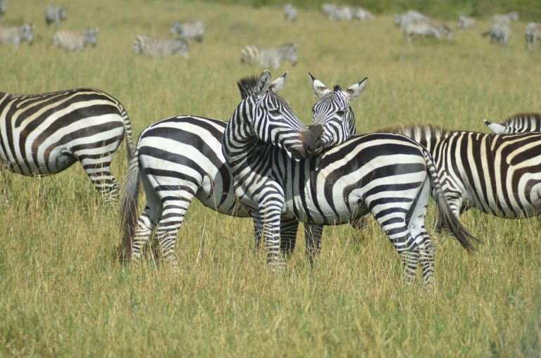 03 DAYS EXPLORE AMBOSELI BUDGET SAFARI