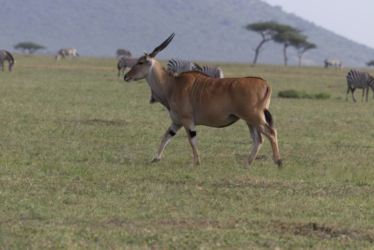 7 DAYS AFRICAN JEWEL SAFARI