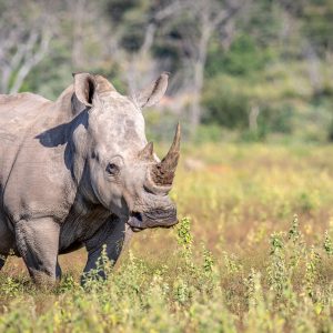 05 DAYS TEMBEA TANZANIA SAFARI