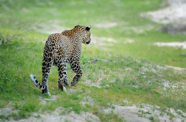 7 DAYS AFRICAN JEWEL SAFARI